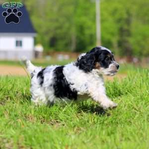 Kia, Cavapoo Puppy