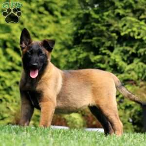 Kia, Belgian Malinois Puppy