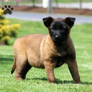 Kia, Belgian Malinois Puppy