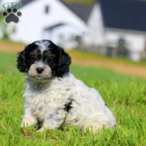 Kia, Cavapoo Puppy