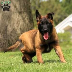 Kia, Belgian Malinois Puppy