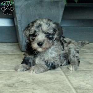 Kiera, Miniature Poodle Puppy