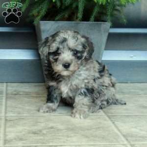 Kiera, Miniature Poodle Puppy