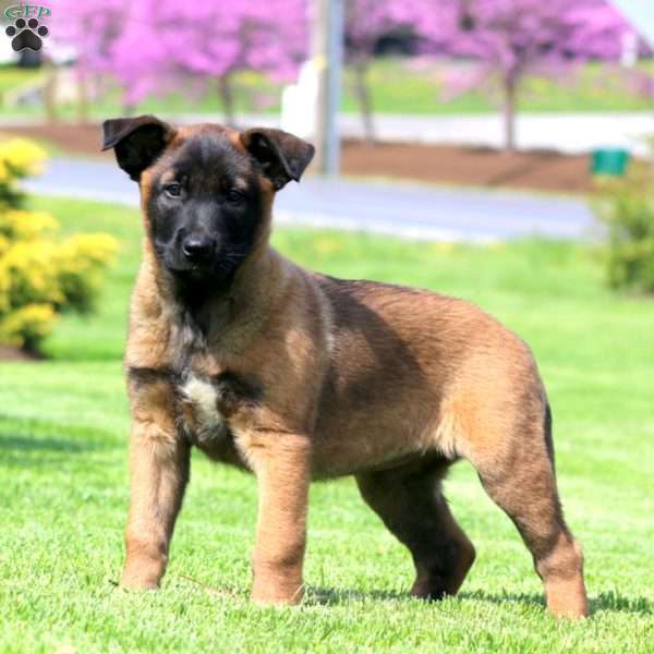 Kierra, Belgian Malinois Puppy