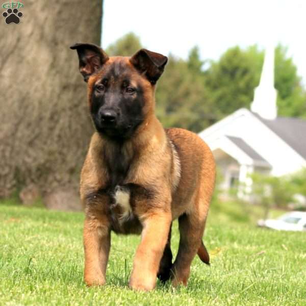 Kierra, Belgian Malinois Puppy