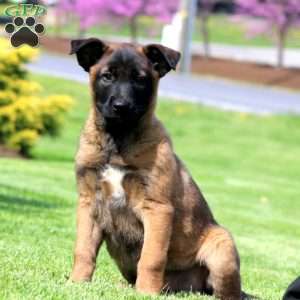 Kierra, Belgian Malinois Puppy