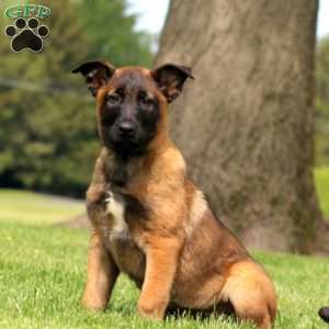 Kierra, Belgian Malinois Puppy