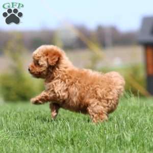 Kierra, Bich-Poo Puppy