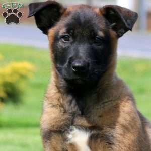 Kierra, Belgian Malinois Puppy