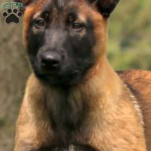 Kierra, Belgian Malinois Puppy