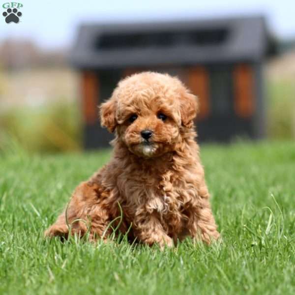Kierra, Bich-Poo Puppy