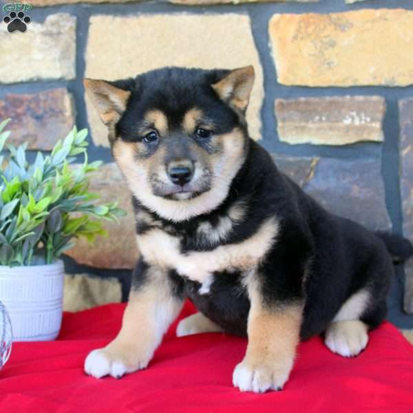 King, Shiba Inu Puppy