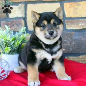 King, Shiba Inu Puppy