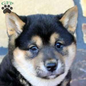 King, Shiba Inu Puppy