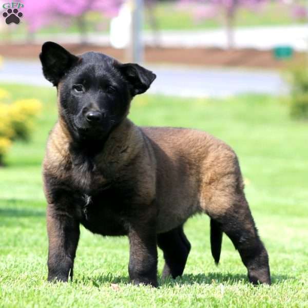 King, Belgian Malinois Puppy