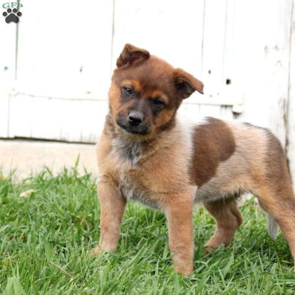 King, Blue Heeler – Australian Cattle Dog Puppy