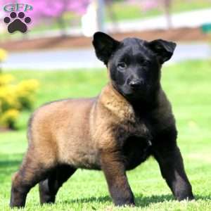 King, Belgian Malinois Puppy