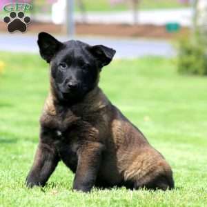 King, Belgian Malinois Puppy