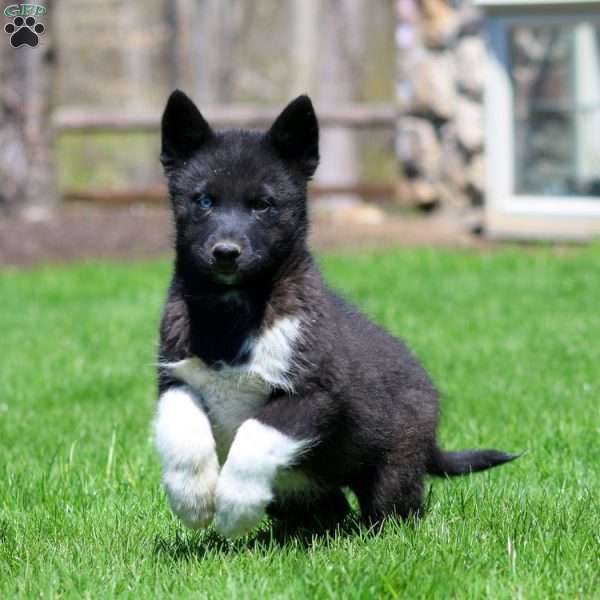 Kip, Pomsky Puppy