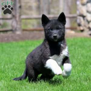 Kip, Pomsky Puppy
