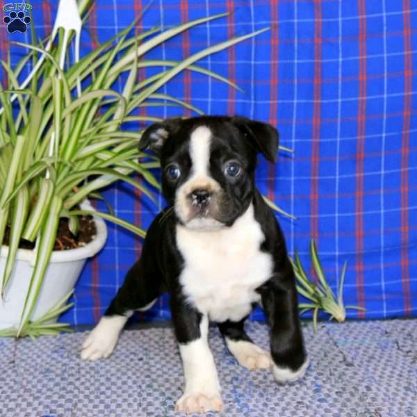 Kody, Boston Terrier Puppy