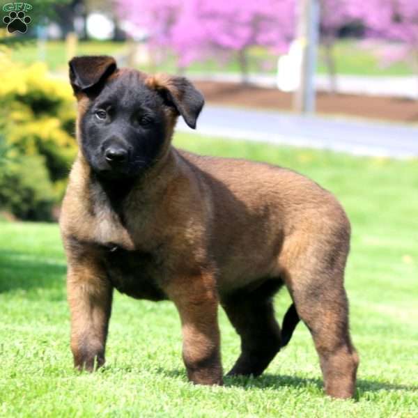 Kody, Belgian Malinois Puppy