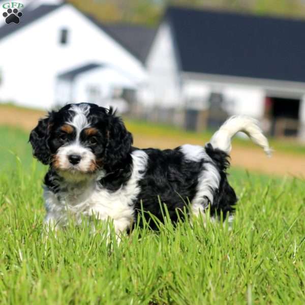 Kody, Cavapoo Puppy