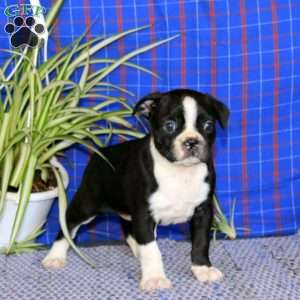 Kody, Boston Terrier Puppy