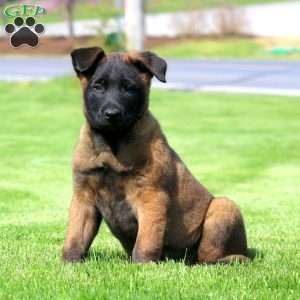 Kody, Belgian Malinois Puppy