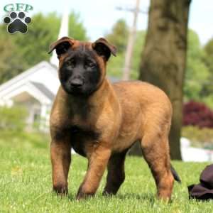 Kody, Belgian Malinois Puppy