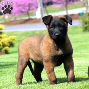 Kody, Belgian Malinois Puppy