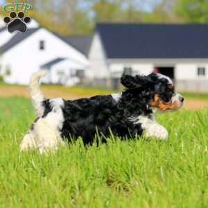 Kody, Cavapoo Puppy