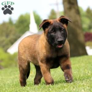 Kody, Belgian Malinois Puppy