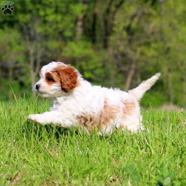 Kutie, Cavapoo Puppy