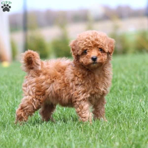 Kutie, Bich-Poo Puppy
