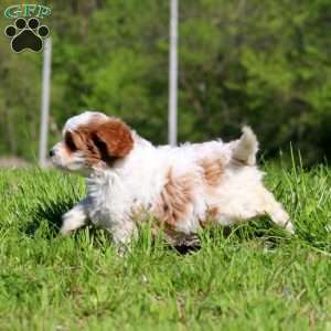 Kutie, Cavapoo Puppy