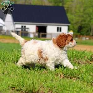 Kutie, Cavapoo Puppy