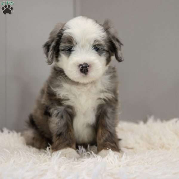 Cassian, Old English Sheepdog Mix Puppy