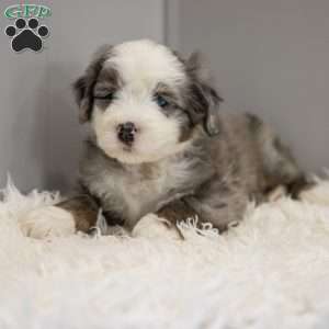 Cassian, Old English Sheepdog Mix Puppy