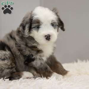 Cassian, Old English Sheepdog Mix Puppy