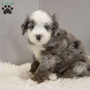 Cassian, Old English Sheepdog Mix Puppy