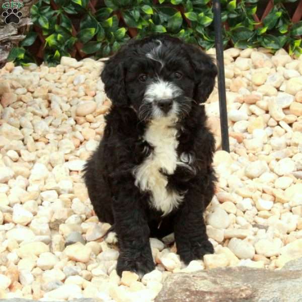 Lady, Mini Bernedoodle Puppy