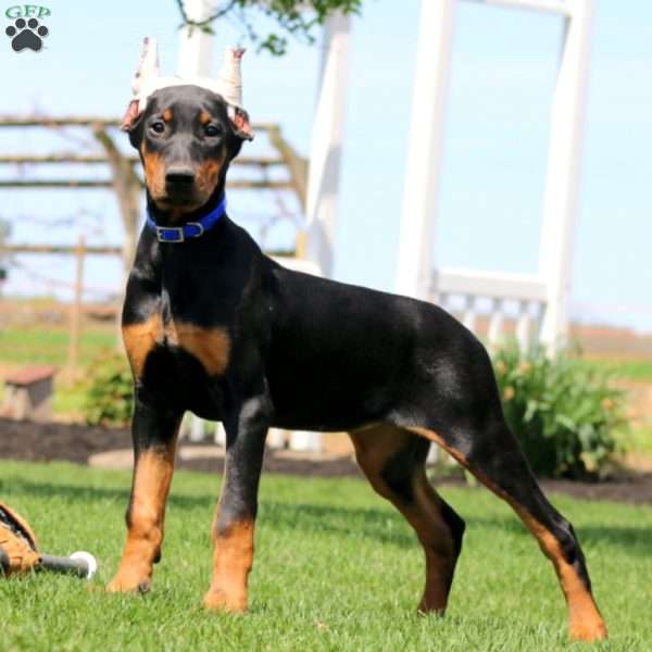 Lady, Doberman Pinscher Puppy