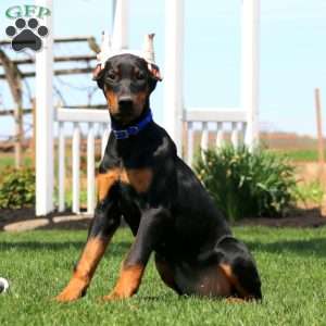 Lady, Doberman Pinscher Puppy