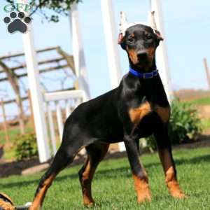 Lady, Doberman Pinscher Puppy