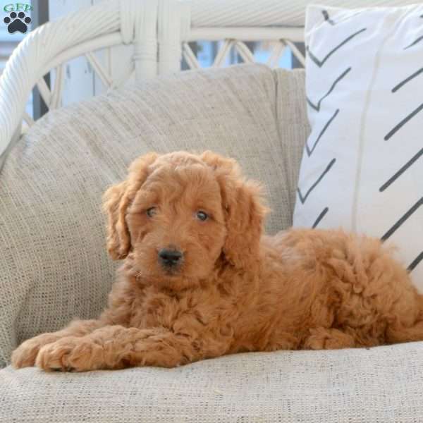 Landon, Mini Goldendoodle Puppy