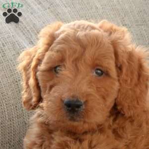 Landon, Mini Goldendoodle Puppy