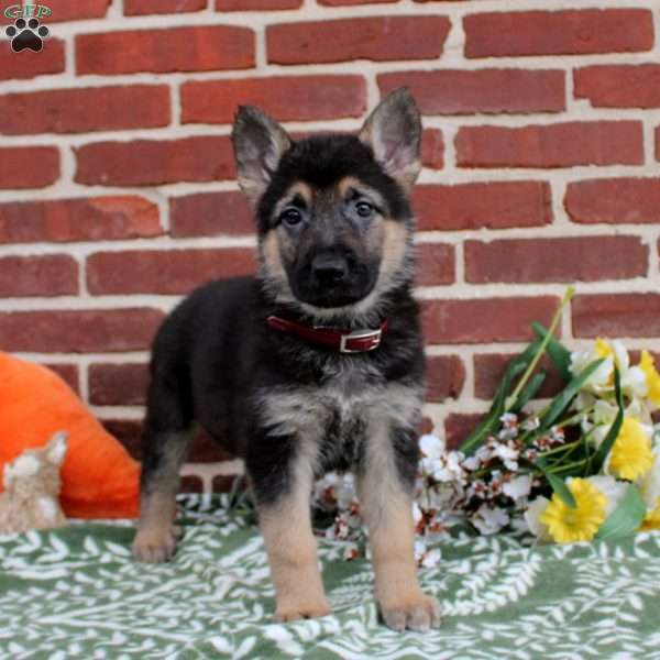 Laurel, German Shepherd Puppy