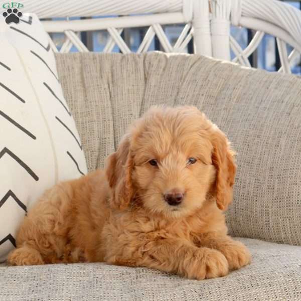 Lauren, Mini Goldendoodle Puppy