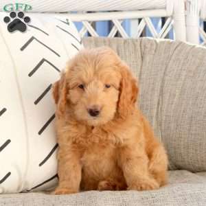 Lauren, Mini Goldendoodle Puppy